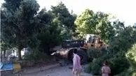 قطع بیش از ۲۰ اصله درخت بلوار امام رضا (ع)