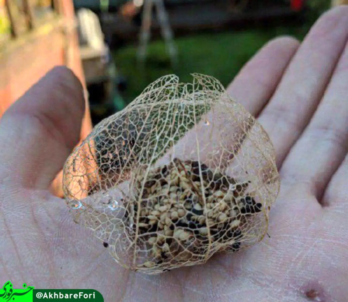 گوجه فرنگى بعد از پوسیده شدن/عکس