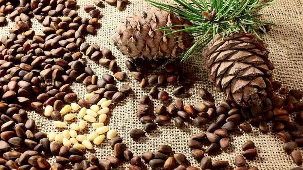 دانه کاج یا چلغوز چه خواصی دارد؟