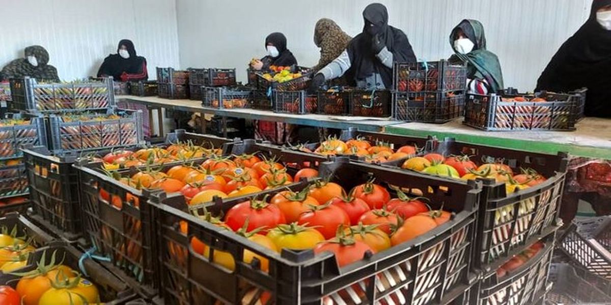 صادرات ۶٢٠ تن گوجه‌فرنگی گلخانه‌ای به خارج از کشور