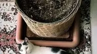 رونمایی پریناز ایزدیار از حیوان خانگی اش+عکس