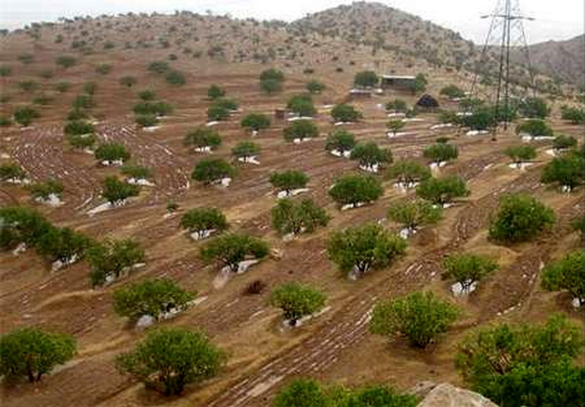 3000 هکتار باغ دیم به باغات چهارمحال و بختیاری افزوده شد