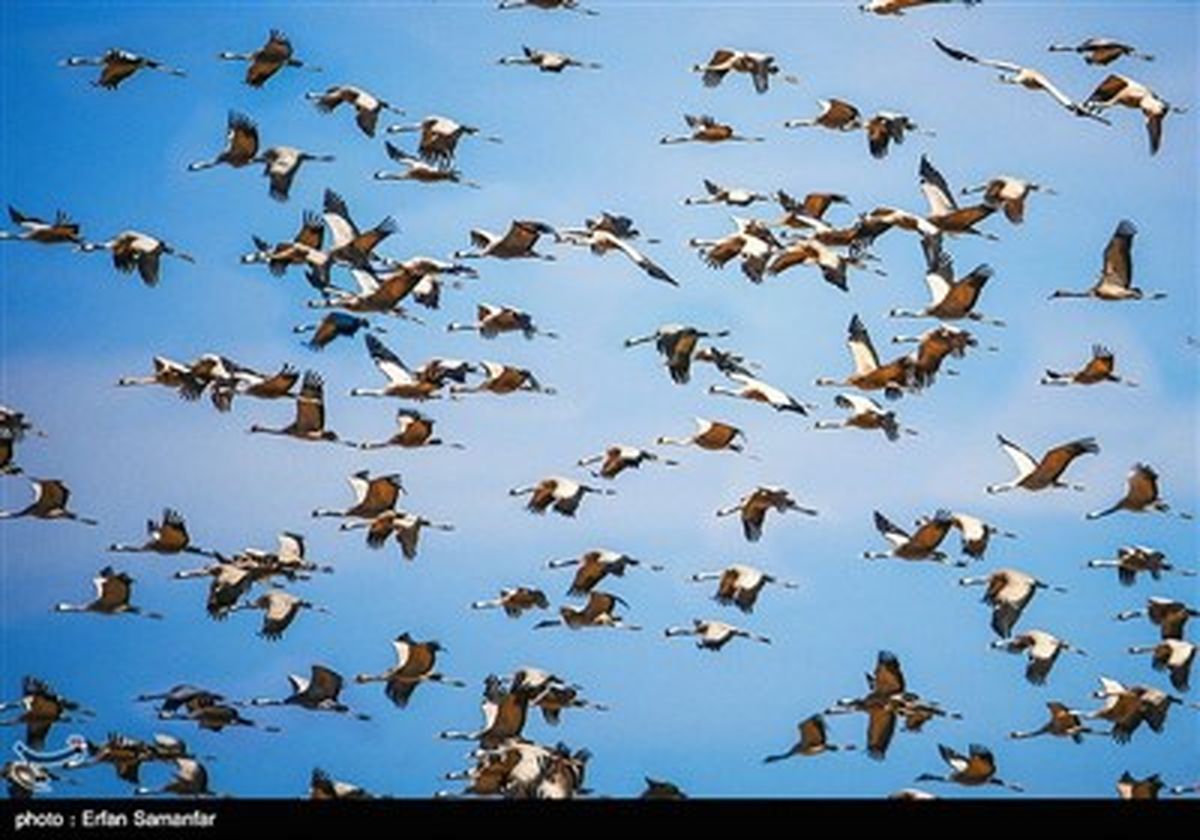 دنیای زیبای پرندگان