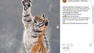 اینستاگرام.برف بازی ببر! 