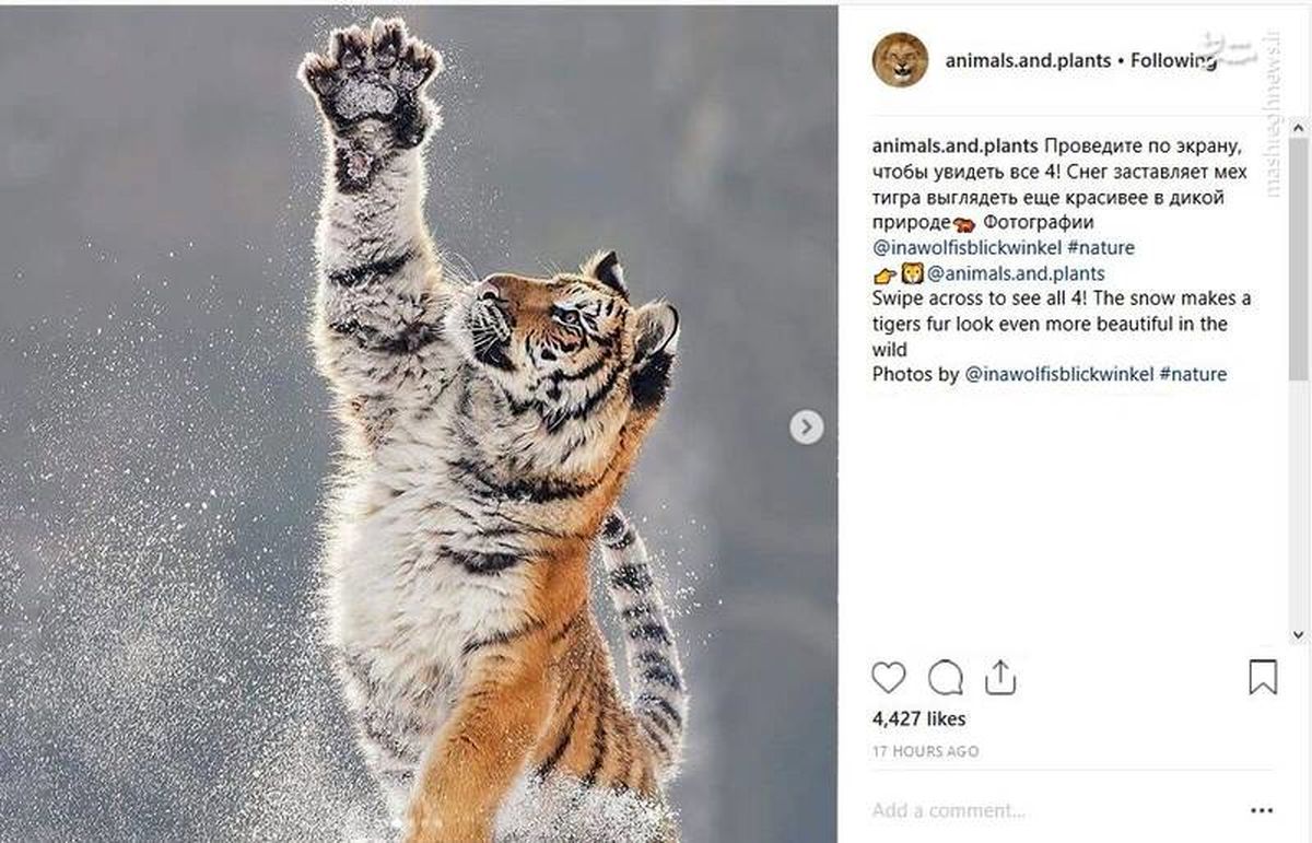 اینستاگرام.برف بازی ببر! 