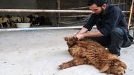 آمادگی بهزیستی برای جمع‌آوری نذورات عید قربان