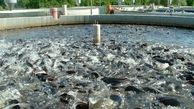 شناسایی یکهزار و 430 کیلوگرم ماهی قزل آلای غیربهداشتی