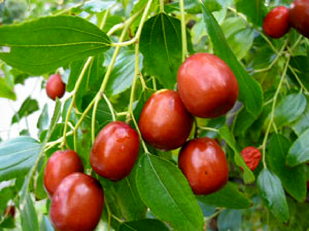کاهش فشار خون در کمتر از یک ثانیه با خرمای چینی