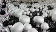 قارچ‌های سمی همچنان قربانی می گیرد + تعداد مسموم ها وفوت شدگان
