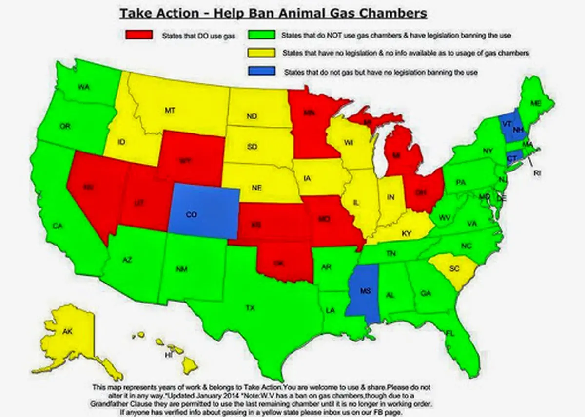 سگکشی با اسید؟ در آمریکا سگها را در اتاق گاز میکشند!