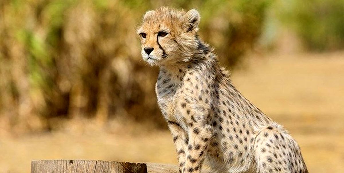 خبرهای خوش از پارک ملی توران / داستان «یوز ایرانی» همچنان ادامه دارد