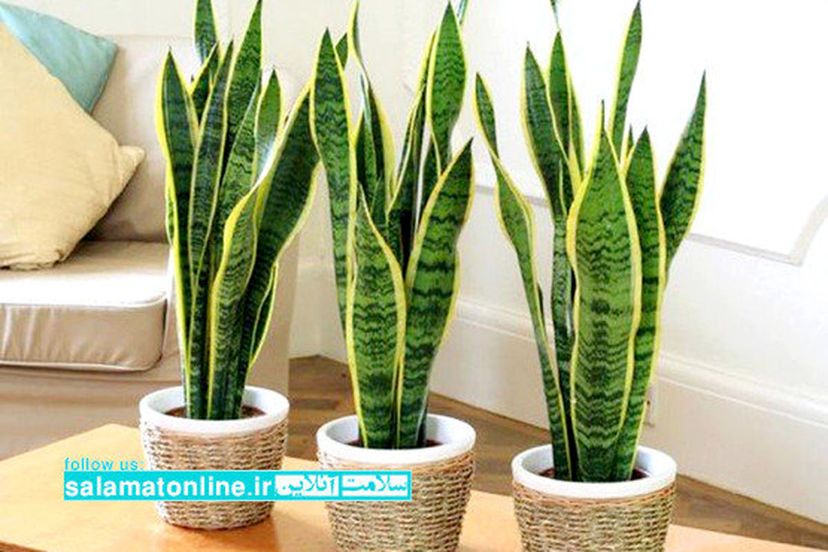 گیاهانی برای تصفیه هوای خانه‌