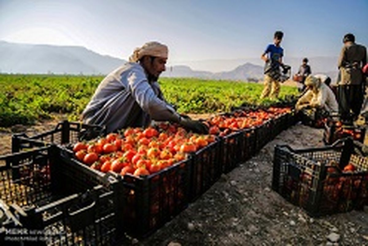 سقوط آزاد نرخ گوجه فرنگی 