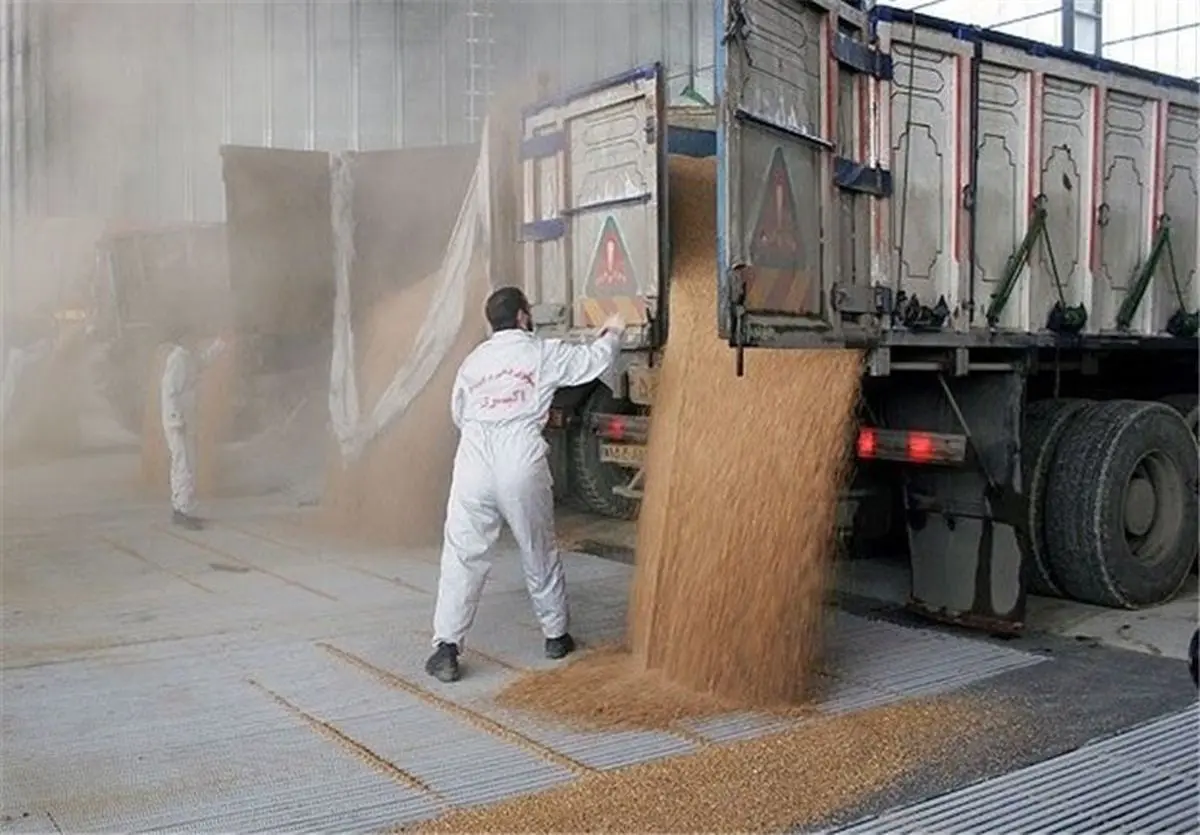  واردات غلات به کشور نصف شد 