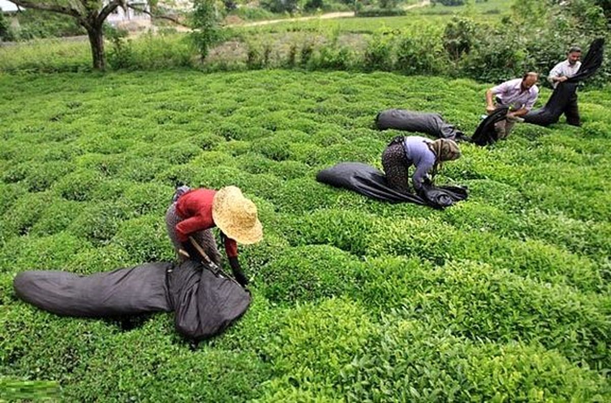 سهم چای ایرانی از بازار جهانی چقدر است؟