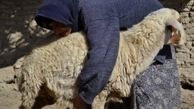 تعطيلي اغلب واحدهاي دامداري در سيستان و بلوچستان