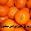 خرید پرتقال ایرانی ممنوع شد + علت