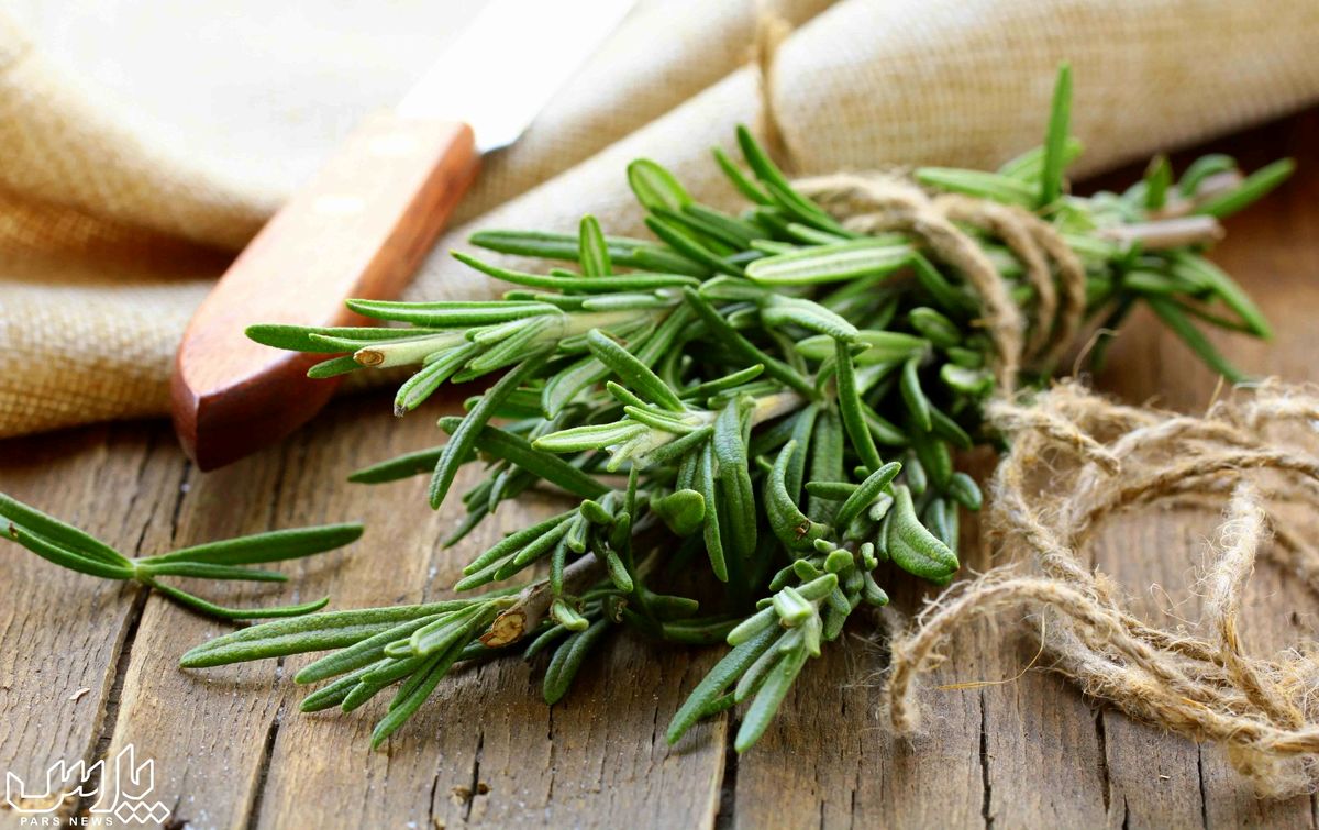 خواص رزماری چیست ؟ خاصیت های شگفت انگیز رزماری برای پوست و بدن
