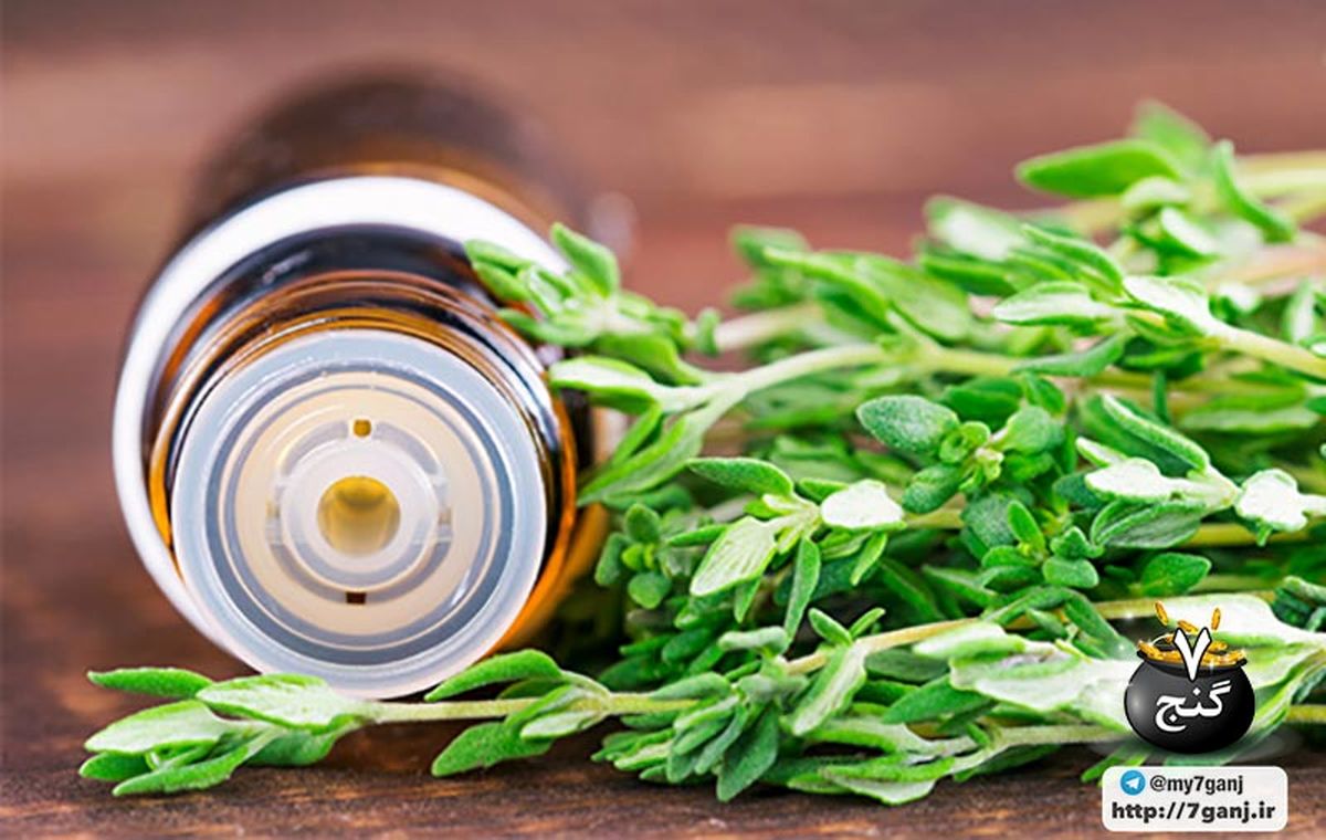 آشنایی با فواید و خواص آویشن و روغن آویشن