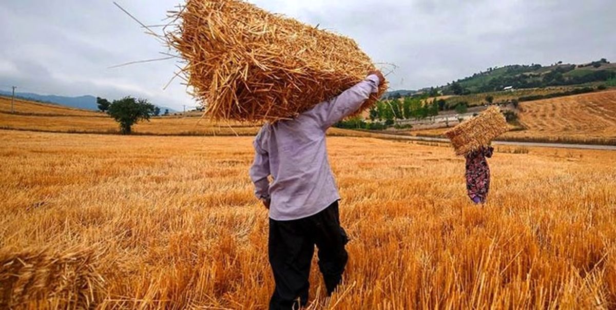 حاجی میرزایی: 70 درصد کشاورزان کم سواد یا بی‌سوادند