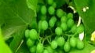خواص کم نظیر غوره را بشناسید