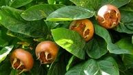 از بین بردن خلط گلو با چای ازگیل