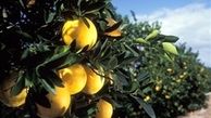 پرتقال، دانه‌ای ۱۰۰,۰۰۰ تومان!