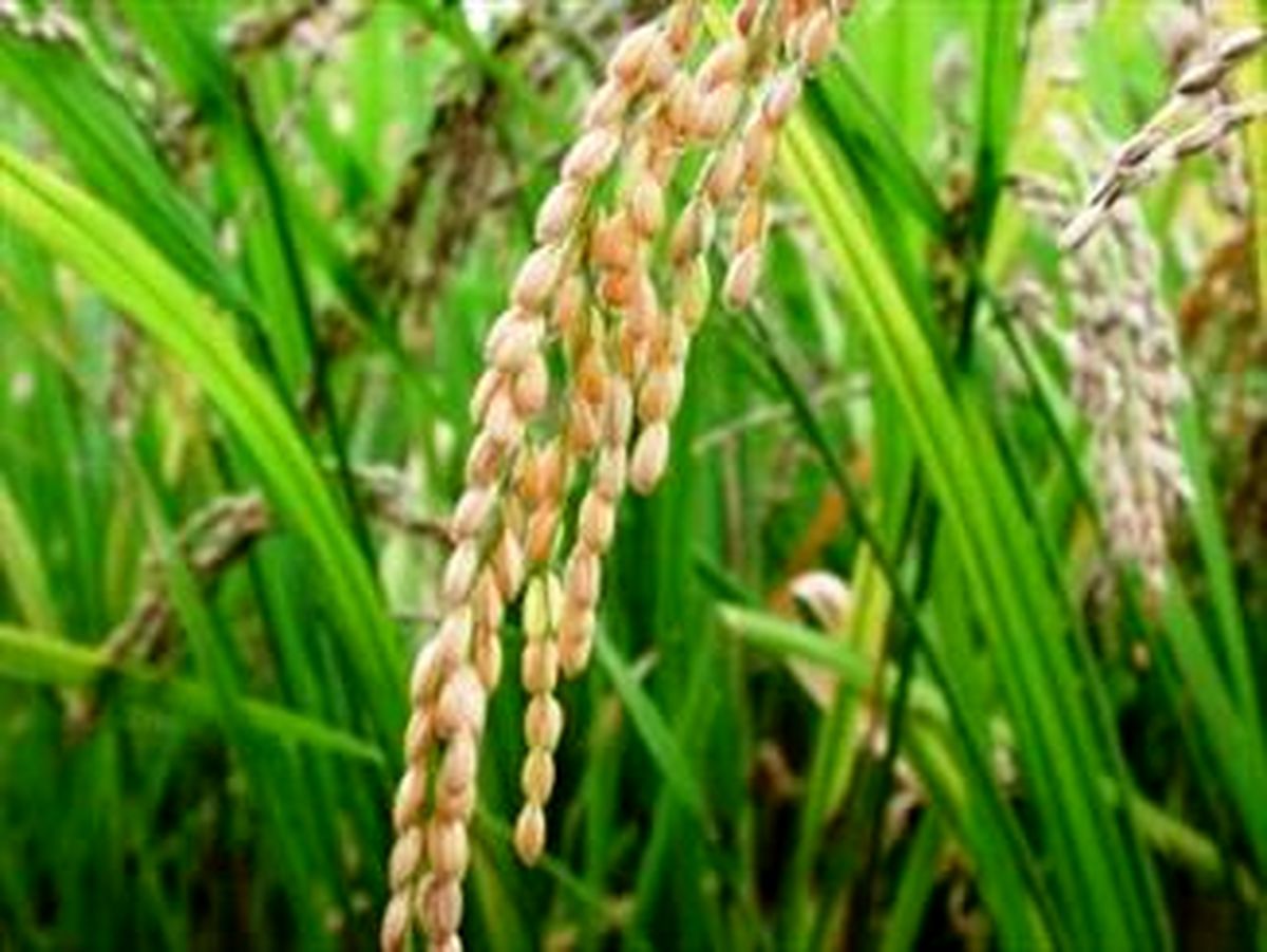 برنج شناسنامه دار می شود