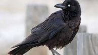 پرنده‌ نابغه