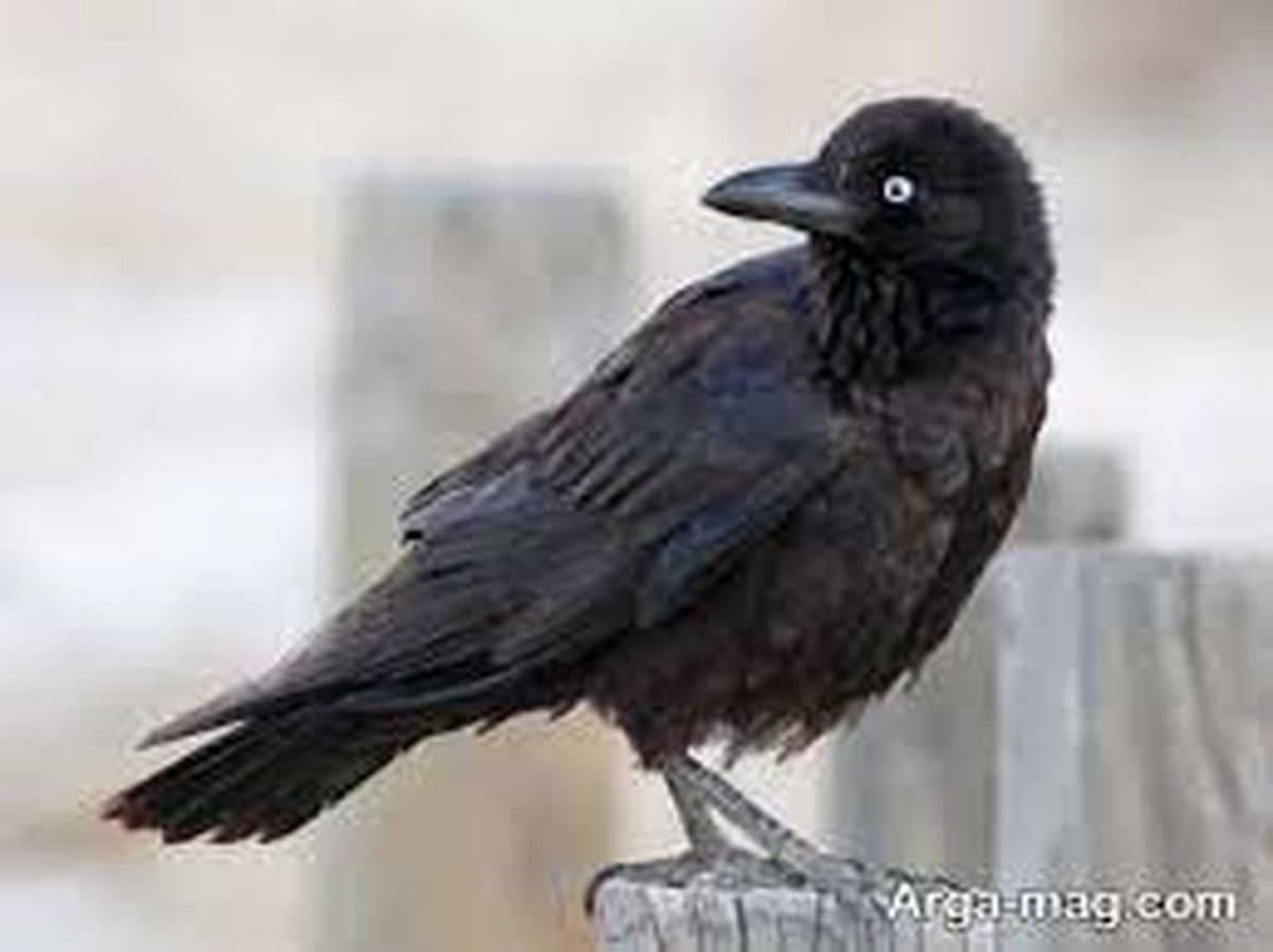 پرنده نابغه