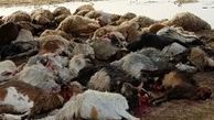 برخورد کامیون با 45 راس گوسفند در خرم آباد 