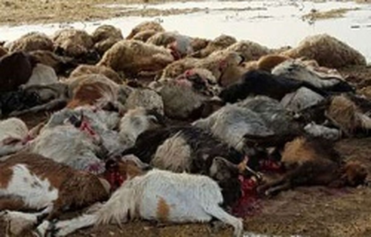 برخورد کامیون با 45 راس گوسفند در خرم آباد 