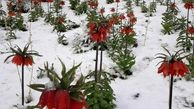 رویش لاله های واژگون در یکی از مناطق ایران