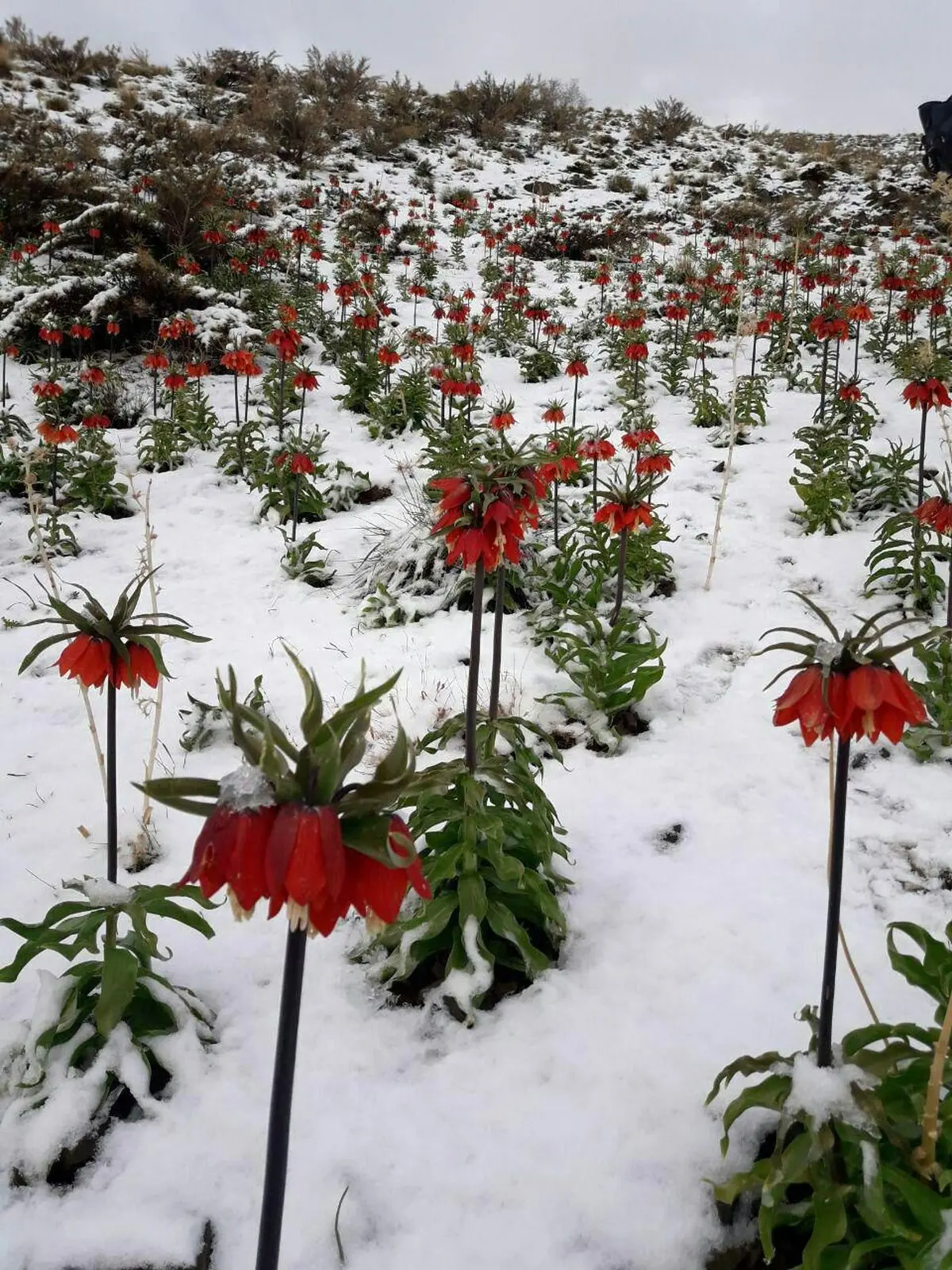 رویش لاله های واژگون در یکی از مناطق ایران