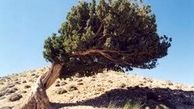 نظر آیات عظام علوی‌گرگانی و صافی‌گلپایگانی درباره قطع درختان