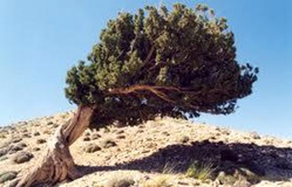 نظر آیات عظام علوی‌گرگانی و صافی‌گلپایگانی درباره قطع درختان