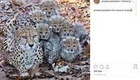 تصویری دیدنی از خانواده یوزپلنگ‌ها