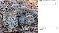 تصویری دیدنی از خانواده یوزپلنگ‌ها