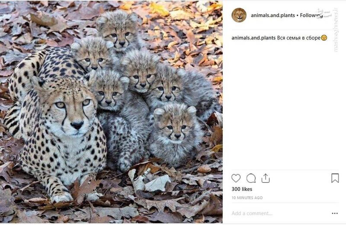 تصویری دیدنی از خانواده یوزپلنگ‌ها