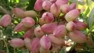 ایران در سکوی نخست تولید پسته قرار گرفت 