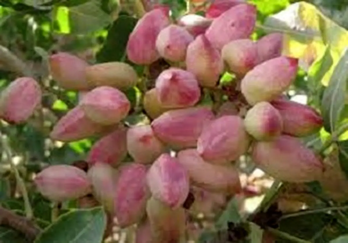 ایران در سکوی نخست تولید پسته قرار گرفت 