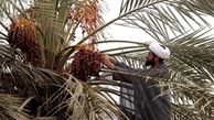 هنگامی که حاج آقا برای برداشت خرما پیشقدم می‌شود