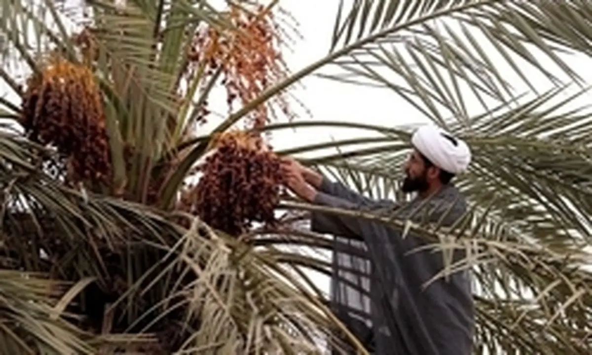 هنگامی که حاج آقا برای برداشت خرما پیشقدم میشود