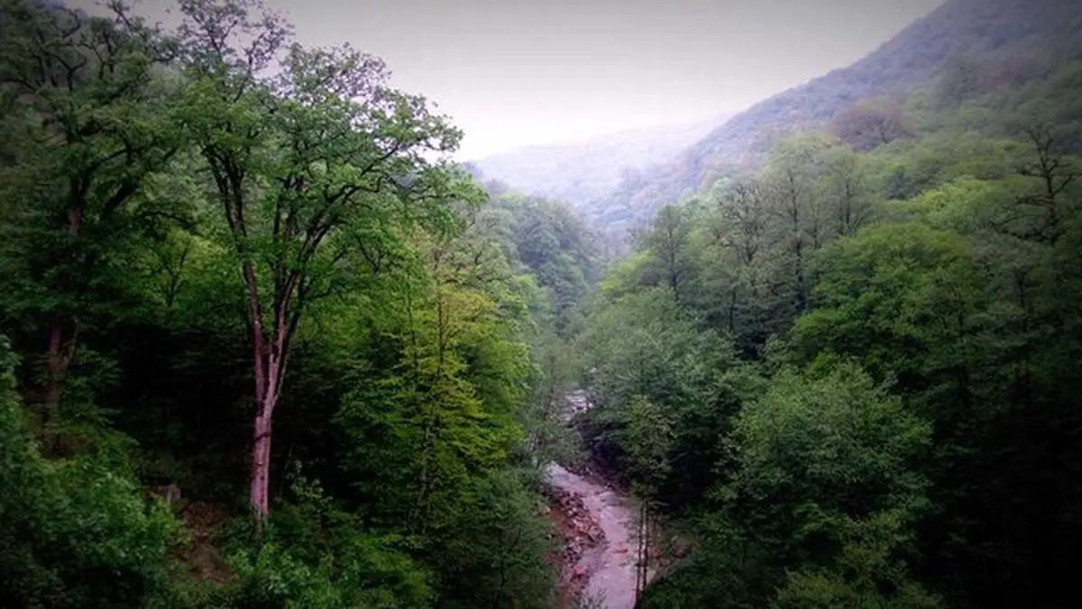 پرونده حکم ۵۶۰۰ هکتاری و خطر حذف جنگل‌های هیرکانی از ثبت جهانی؟
