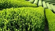 ۷۷ درصد مطالبات چایکاران پرداخت شد/ پیش بینی تولید ۱۳۵ هزار تن برگ سبز چای

