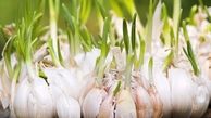 پیاز و سیر جوانه زده را چه کار کنیم؟
