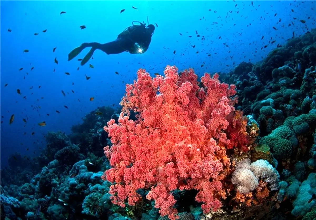 کابوس قاچاق؛ بلای جان مرجانهای خلیج فارس