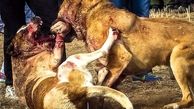 پول‌های میلیاردی که با ریختن خون به جیب می‌رود!