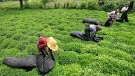 خریداری 41 هزارتن برگ سبز چای از چایکاران گیلان و مازندران