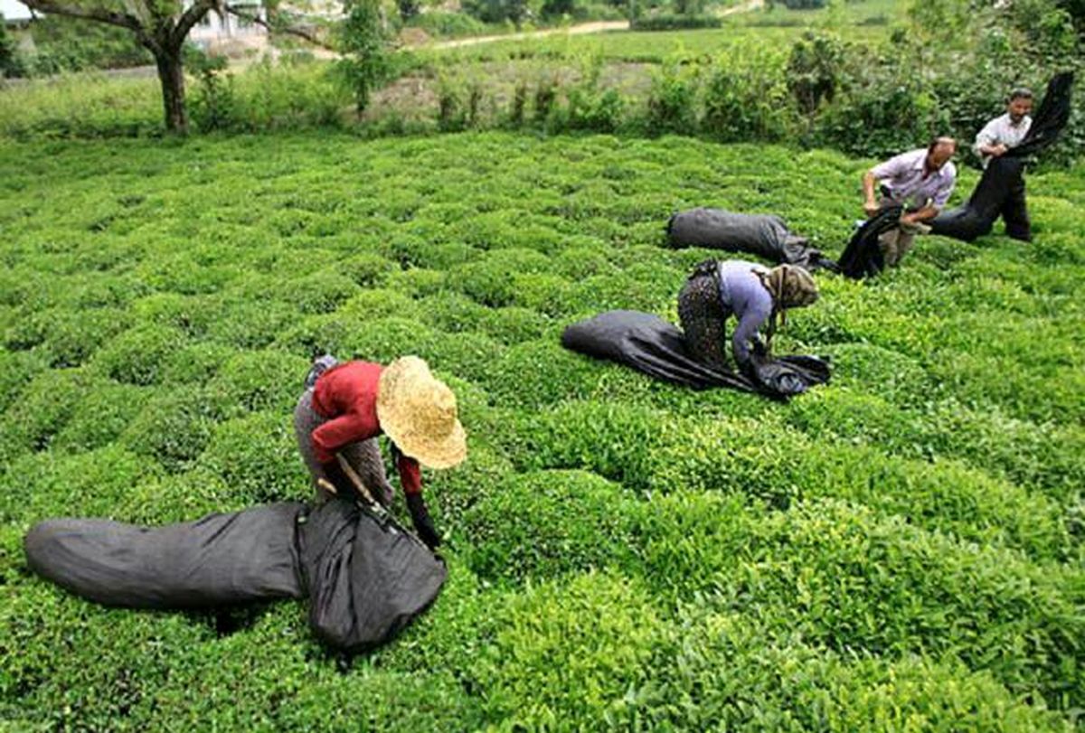 خریداری 41 هزارتن برگ سبز چای از چایکاران گیلان و مازندران